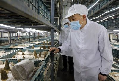 聚力發展 苦干實干 湖北宜城打造年產值10億元羊肚菌基地